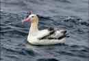 Fehér spine albatross